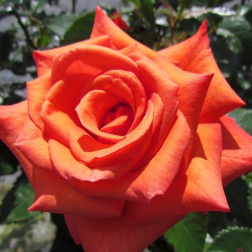 Rosen Online Gärtnerei - teehybriden-edelrosen - orange - Rosa Wonderful You™ - diskret duftend - Edward Smith - -